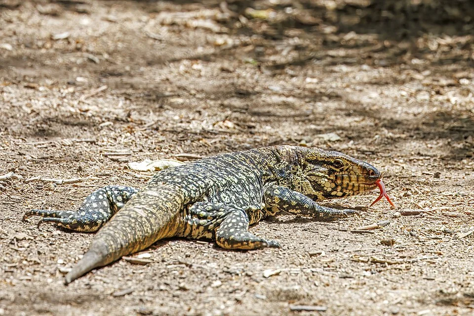 Argentine Black and White Tegu