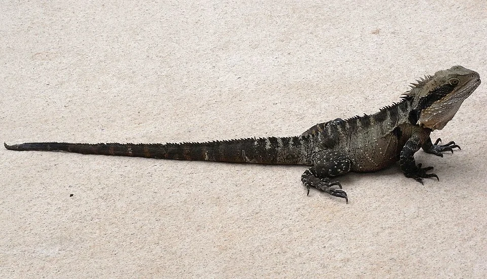 Australian Water Dragon