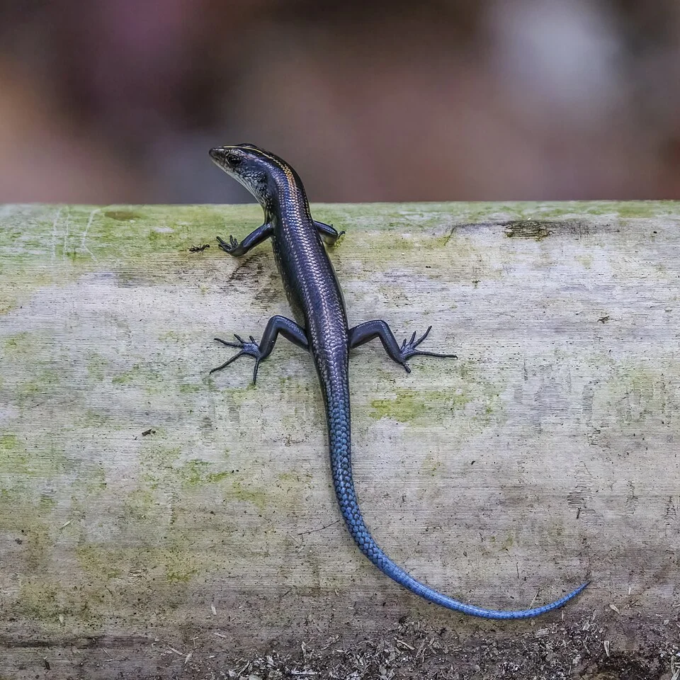 Blue Tailed Skink