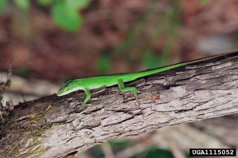 Green anole on a branch