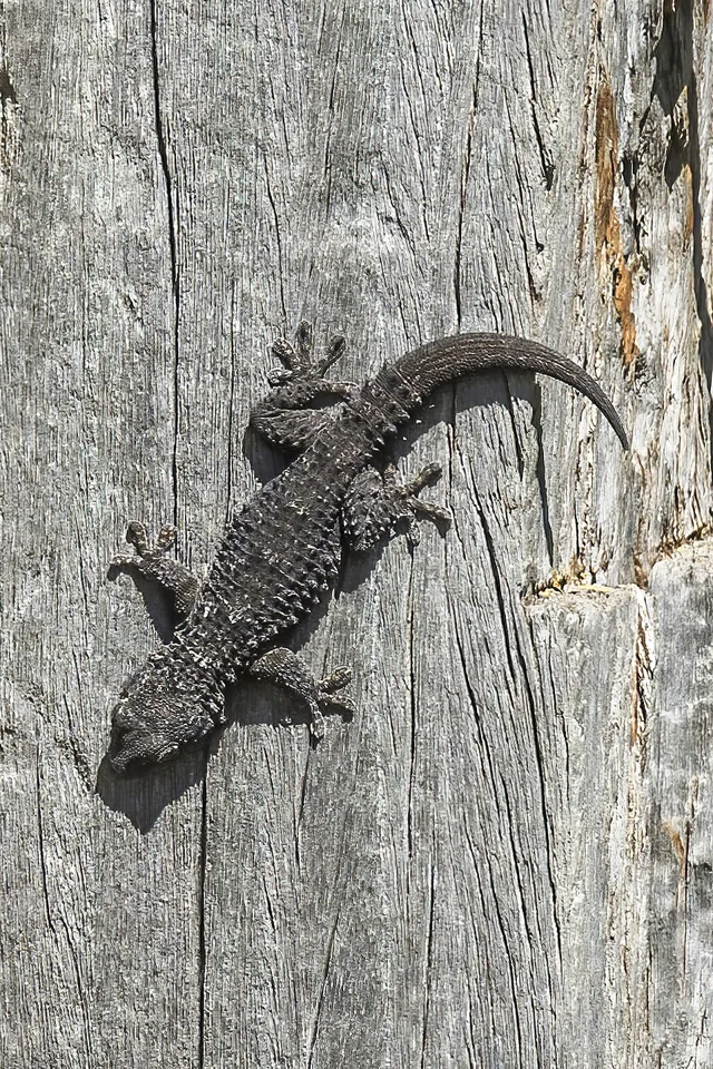 Crocodile Gecko