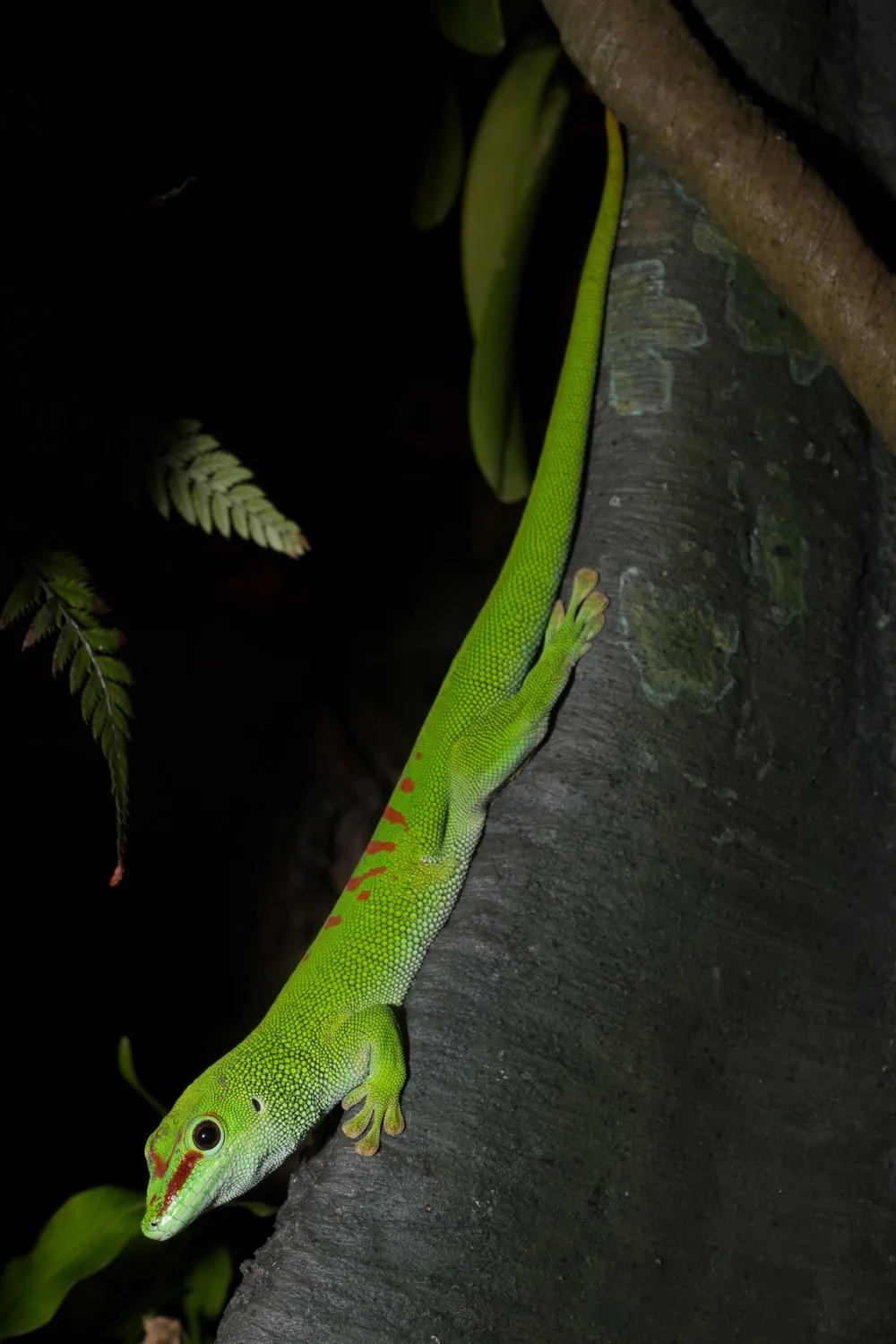 A new layer. A familiar lizard.