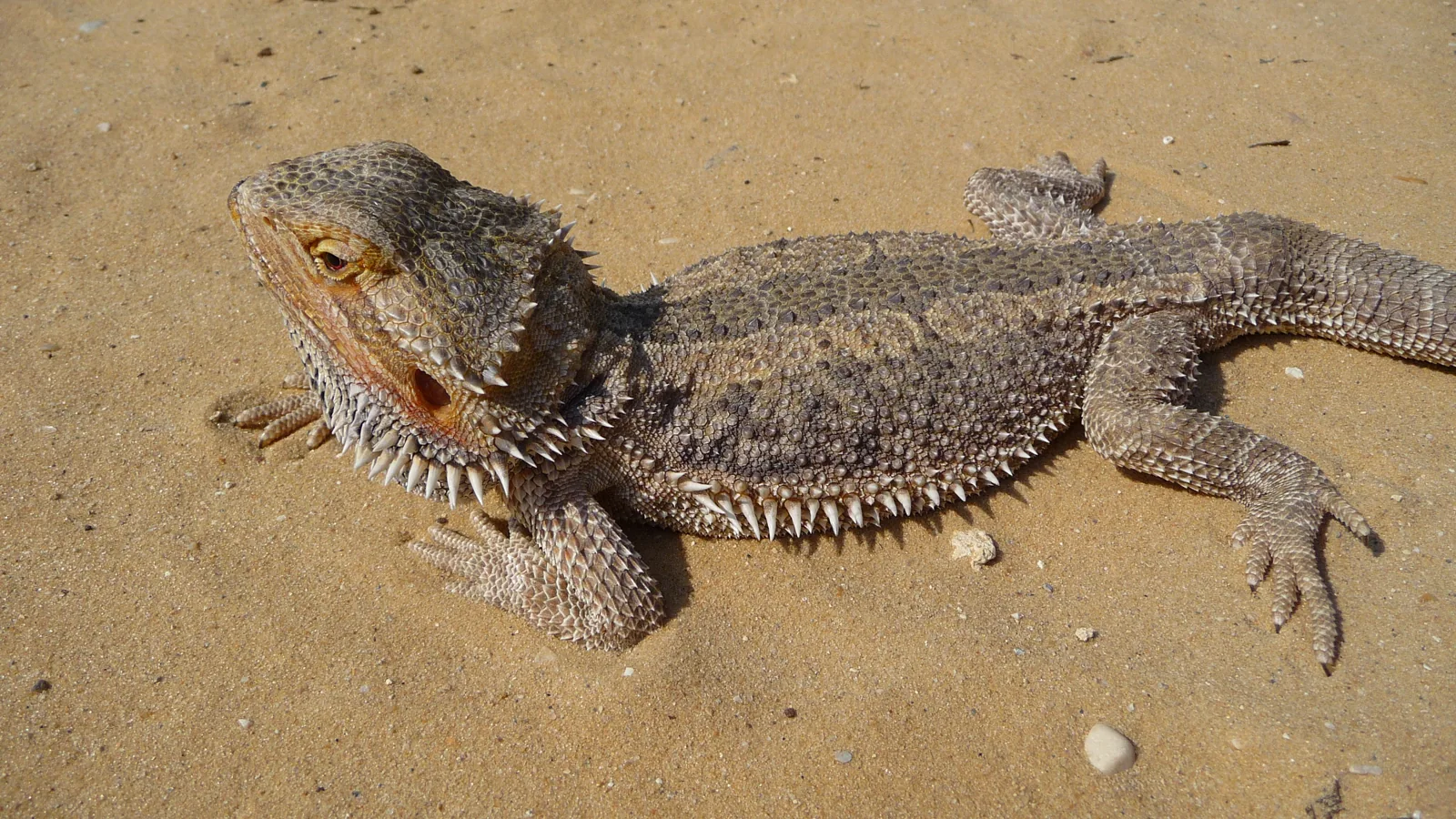 Bearded dragon in close detail