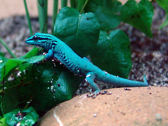 Electric Blue Day Gecko