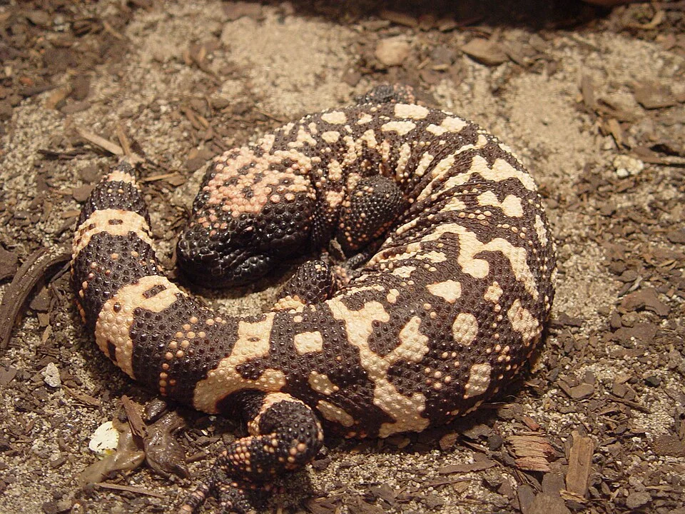 Gila Monster