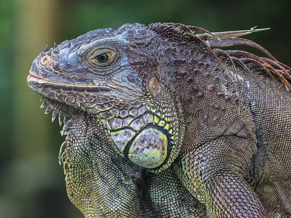 Green Iguana