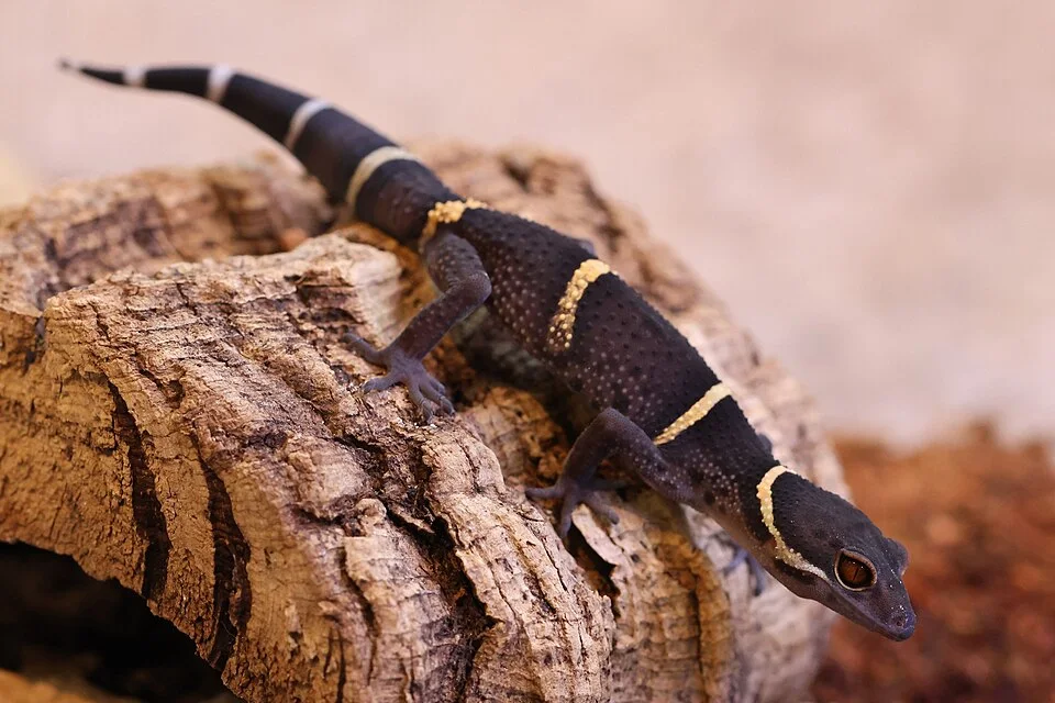 Hainan Cave Gecko