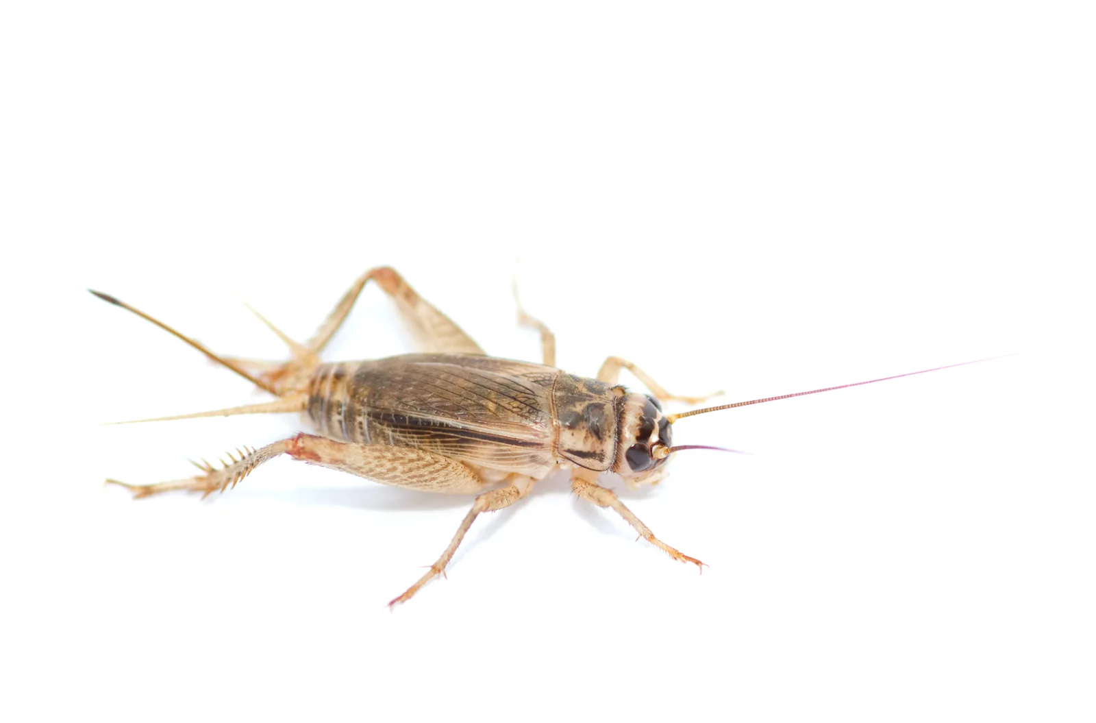 House cricket