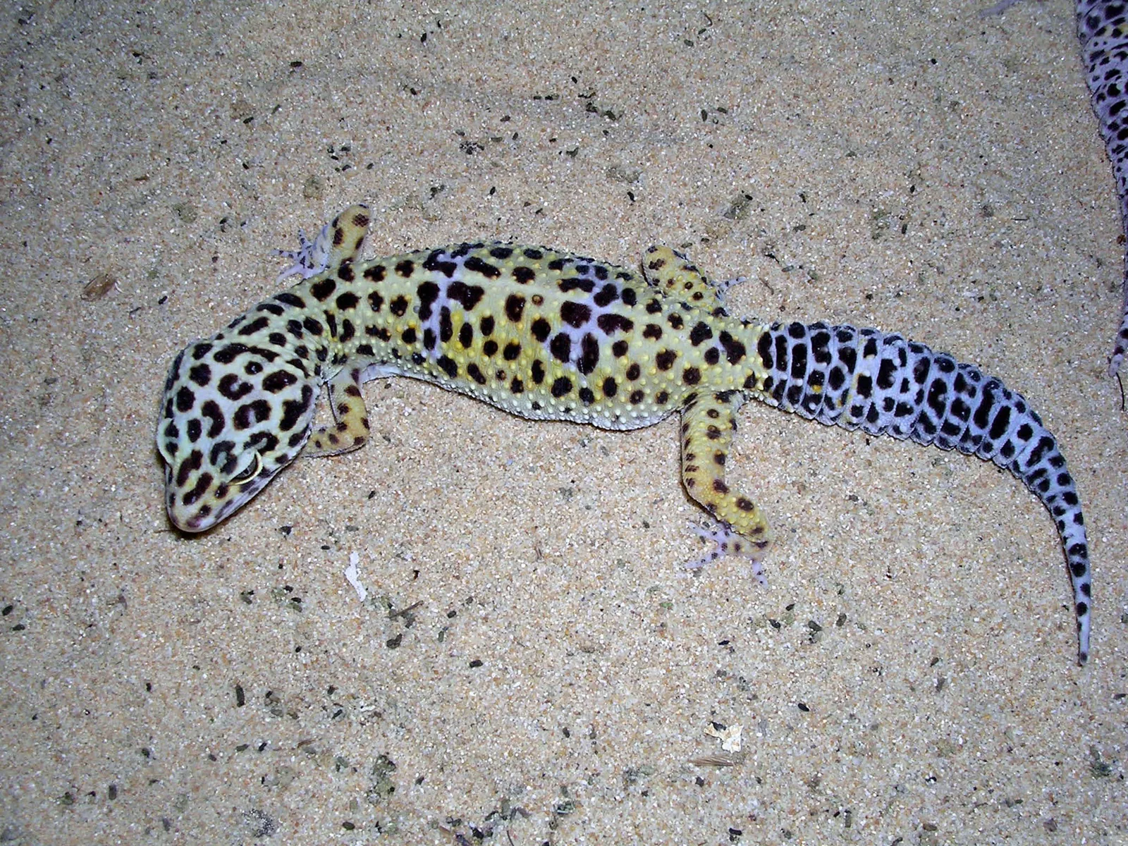Adult female leopard gecko