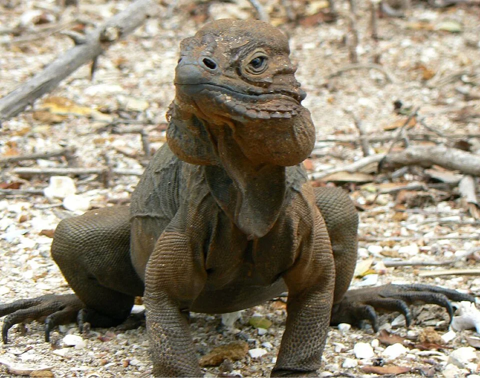 Rhinoceros Iguana